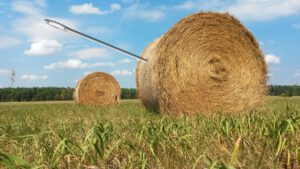 needle-in-a-haystack-1706106_1920